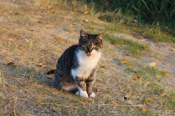 Bir sonbahar günü gün batımında ağzı açık bir kedi yerde oturur.