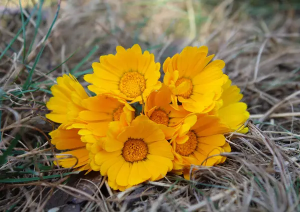 Calendula 'nın parlak sarı çiçekleri kurak çimenlerin üzerinde uzanır. Bir sonbahar günü kapanır.