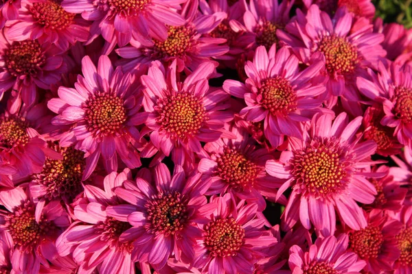 Birçok pembe sonbahar çiçeğinin parlak arkaplanı günbatımı ışınlarıyla kaplanır.