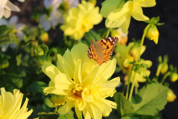 Parlak sarı bir çiçeğin kenarındaki turuncu ve siyah kelebek bir sonbahar günü gün batımında bahçeye yaklaşır.