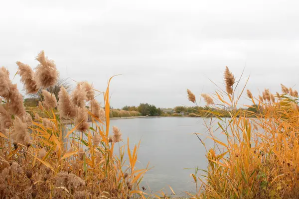 Gri su ve gri gökyüzü ile gölün arka planındaki uzun sarı çimenler karanlık bir sonbahar gününde