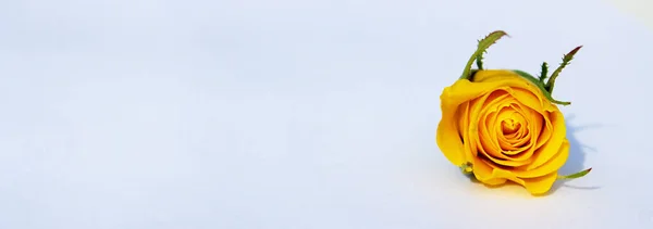 Sarı gül Bud 'ın hafif bir arka planı ve kopyalama alanı var.