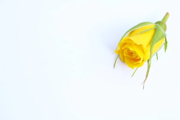 Sarı güzel gül Bud, gün ışığında arka planda, kopyalamak için alanı olan.