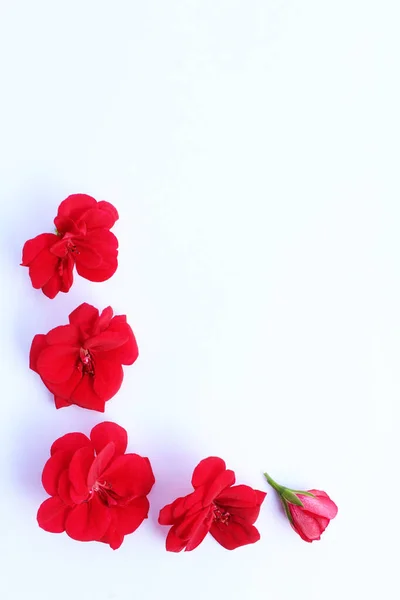 Güzel, parlak, kırmızı çiçekler ve fotokopi çekecek bir yer.