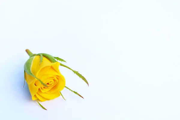 Sarı güzel gül Bud, gün ışığında arka planda, kopyalamak için alanı olan.