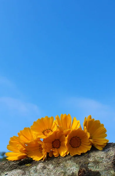 Güzel, parlak, göz kamaştırıcı sarı çiçekler güneşli bir günde mavi gökyüzüne karşı bir kütüğün üzerinde uzanır.