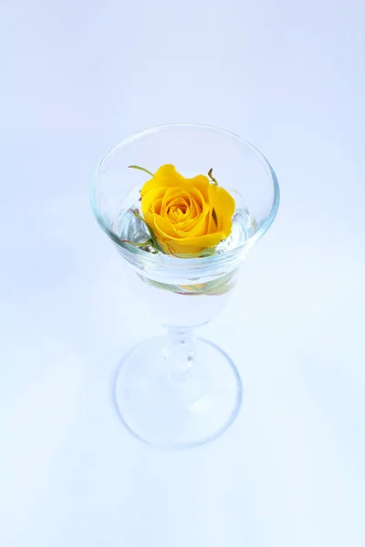 harika, harika, parlak sarı gül goncası suda bir bardakta gün ışığında hafif bir arka planda