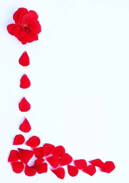 Işık arka planında damla şeklinde taç yaprakları ve yazacak bir yeri olan güzel kırmızı çiçek.