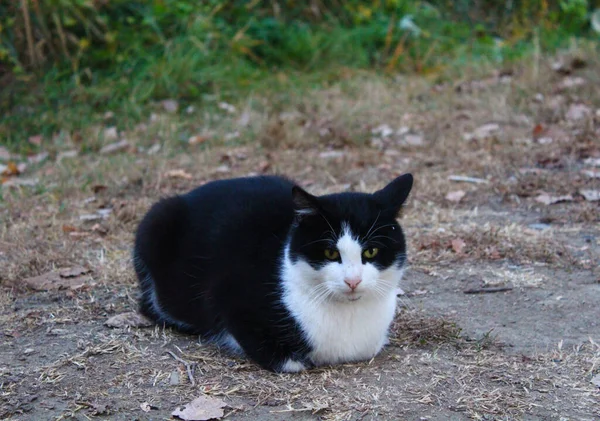 Kara kara düşünen siyah beyaz bir kedi pençelerini yere sıkıştırmış oturur.