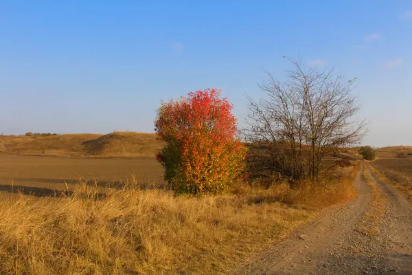 Güzel, parlak sonbahar Bush kırmızı ve sarı yaprakları ile kurak çimlerle kaplı bir tarlada, yol kenarında mavi gökyüzüne karşı.
