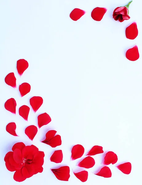 Açık arkaplanda taç yaprakları ve yazacak bir yeri olan güzel kırmızı çiçekler.