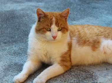 Kırmızı-beyaz kedi zeki gözlerle yatar.