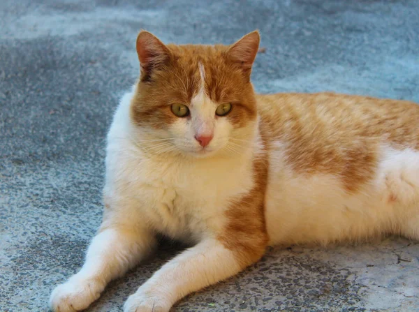 Kırmızı-beyaz kedi zeki gözlerle yatar.