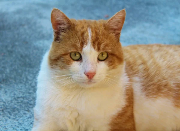 Kırmızı-beyaz kedi zeki gözlerle yatar.