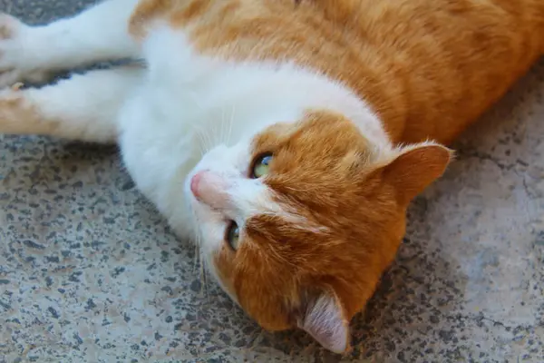 Kırmızı-beyaz kedi yerde yatıyor.