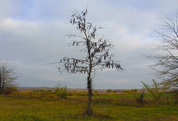 Yaprakları olmayan yalnız ve korkunç bir ağaç. Arka planda dikenleri olan gri kasvetli bir gökyüzü. Sarı-yeşil otlarla kaplı bir tarlada.