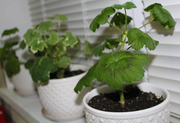 Yapay ışıkta camdaki beyaz tencerelerde kapalı bitkiler. Çiçekçilik konsepti.