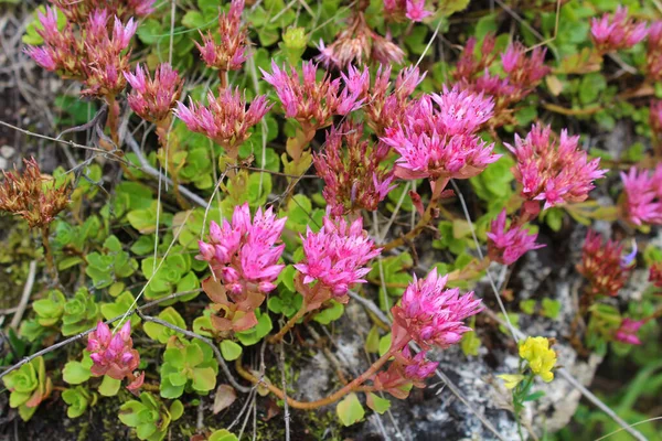 Bulutlu bir yaz gününde, kayanın üzerindeki küçük, sevimli, vahşi dağ çiçekleri.