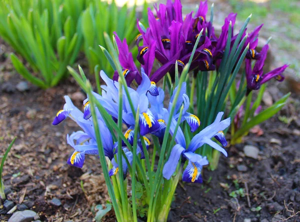 güzel çiçekler iridodictyum mavi ve mor renkler bir bahar günü bahçede