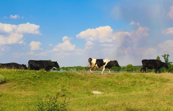Siyah ve beyaz inekler güneşli bir yaz gününde çayırda otlar.