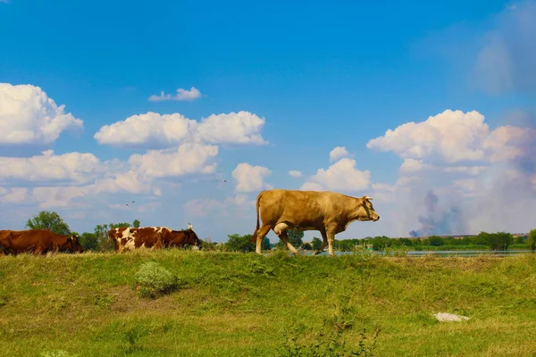 Kahverengi inekler güneşli bir yaz gününde çayırlarda yürürler.