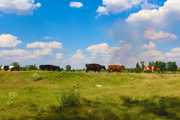 Renkli inekler güneşli bir yaz gününde çayırda otlar.