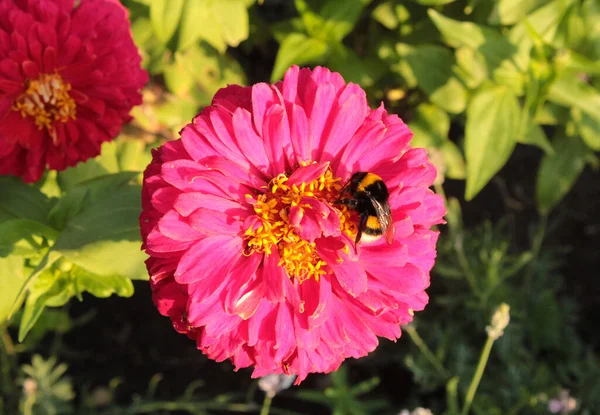 Gün batımında bahçede güzel pembe bir zinnia çiçeğinin üzerinde yaban arısı
