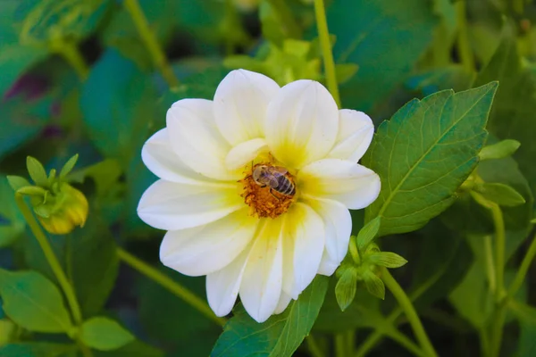 Bahçede, gölgede beyaz bir çiçeğin üzerindeki arı.