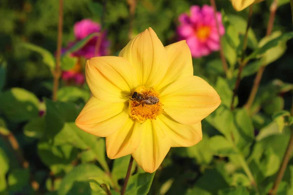 Gün batımında sarı bir çiçekte bir arı