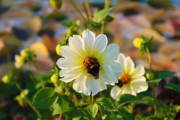Gün batımında bahçede beyaz bir çiçekte yabanarısı