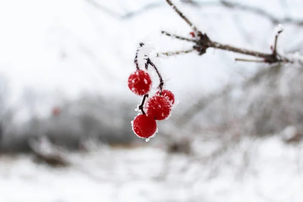 Bulutlu bir günde, kış ormanında kırmızı viburnum üzümleri