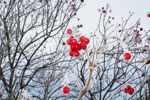 Ormanda gün boyunca çalılıklarda küçük kırmızı meyveler.