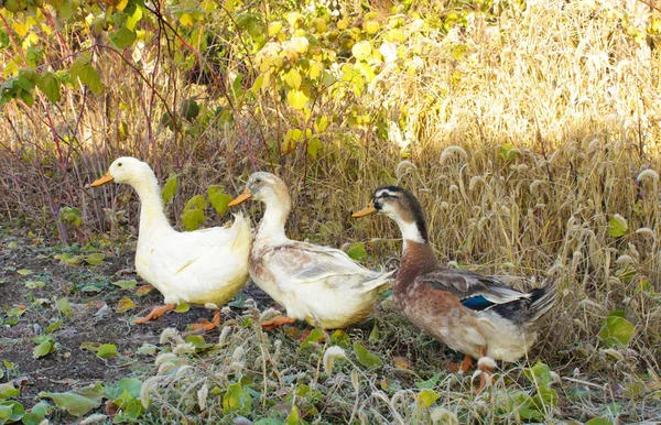 Üç neşeli genç Drake, soğuk bir sonbahar gününde bir çiftlikte yürüyor.