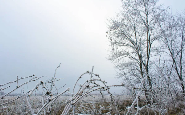 Ağaçlarla kaplı kış manzarası ve kopyalanacak bir yeri olan çimenler.