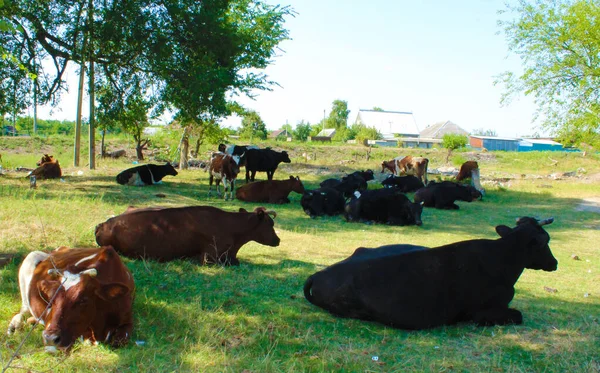 Güneşli bir yaz gününde çayırda dinlenen sığır eti.