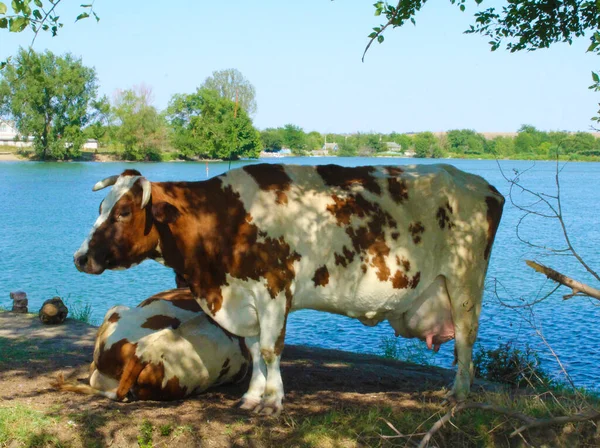 Güneşli bir yaz gününde sığır eti. Gölün gölgesinde rahatla.