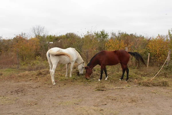 Kahverengi ve beyaz atlar bir sonbahar günü çiftlikte ot yerler.