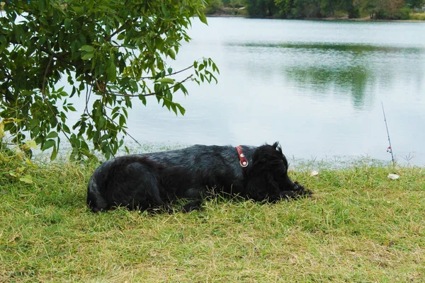 Siyah köpek gölün yakınındaki çimlerin üzerinde yatıyor.