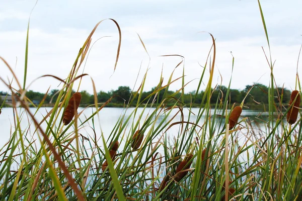 Gölün arka planında sonbahar otları