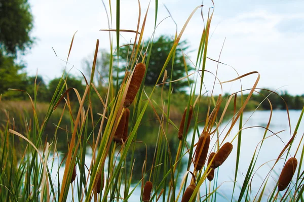 Gölün arka planında sonbahar otları