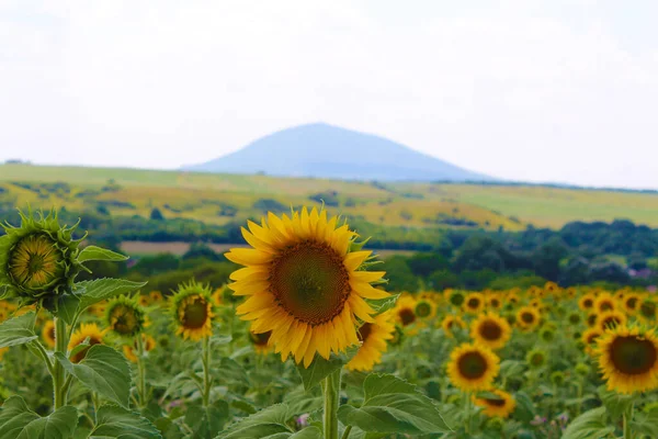 Bir dağ arka planında ayçiçekleri olan bir alan