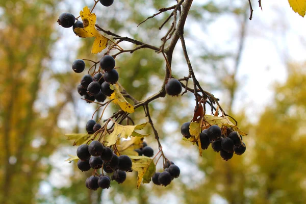 Kara böğürtlenler bulutlu bir günde sonbahar ormanında bir dala tutunur.