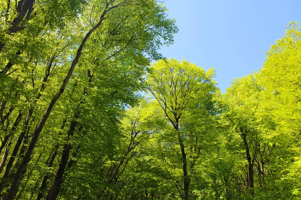 Güneşli bir bahar gününde mavi gökyüzüne karşı yaprakları olan bir orman.
