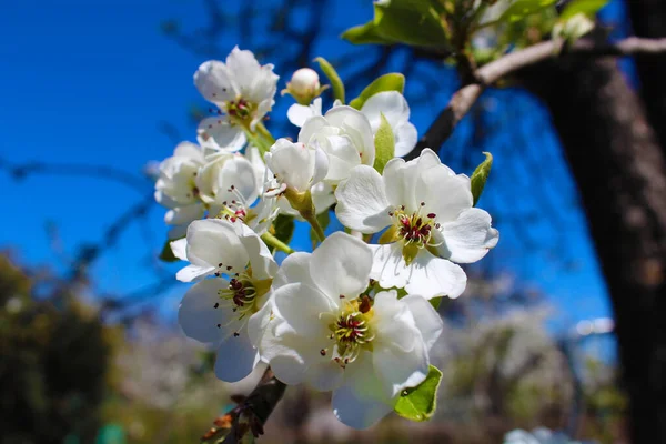 Güneşli bir günde mavi bir bahar gökyüzüne karşı dalda beyaz armut çiçekleri.