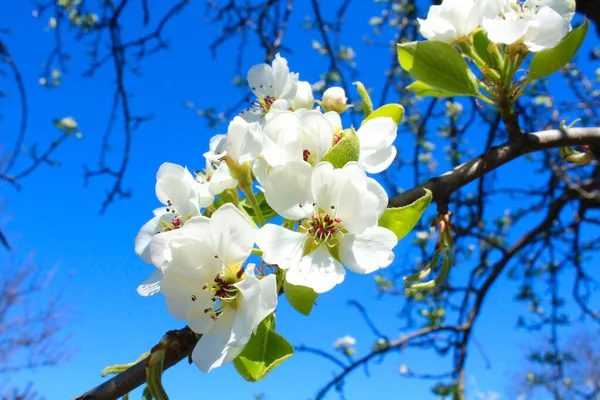 Güneşli bir günde mavi bir bahar gökyüzüne karşı dalda beyaz armut çiçekleri.