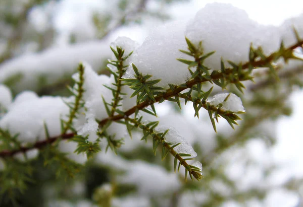 Κλαδί Κωνοφόρου Δένδρου Κάτω Από Χιόνι — Φωτογραφία Αρχείου
