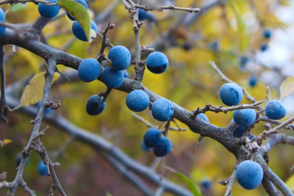 Bir sonbahar gününde dalda böğürtlen