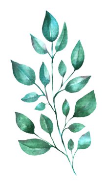 Suluboya yeşil dal. El boyası. Yeşil yapraklar