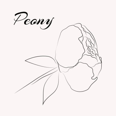 Zarif Şakayık çiçeği. Çizgi sanatı teknisyeni. Kart kalıbı. Vektör