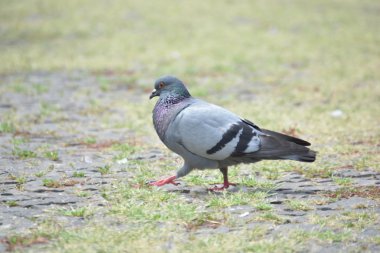 Kentsel güvercin. Doğum